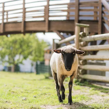 Hof Koehne - Altes - Pony *