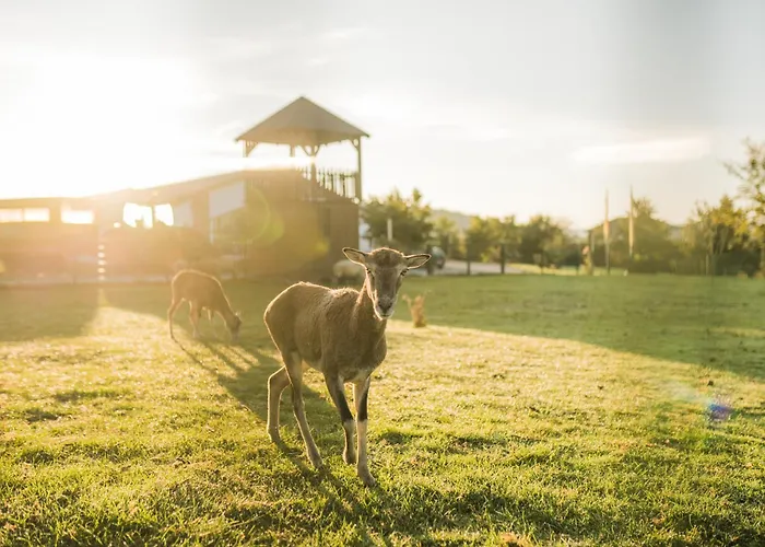 Hof Koehne - Altes - Pony Apartment *