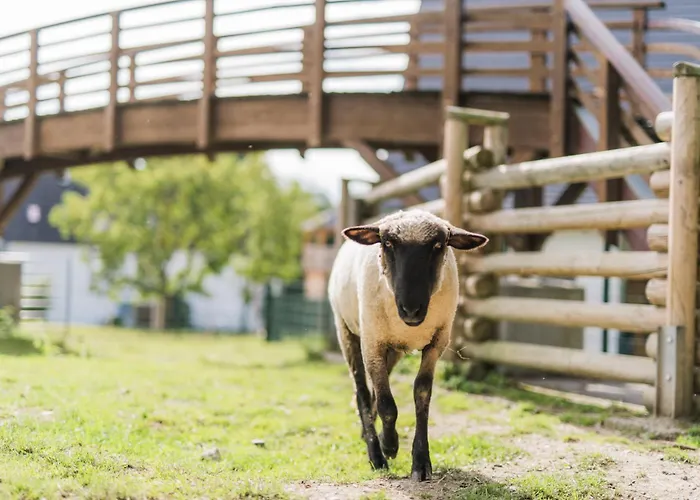 Hof Koehne - Altes - Pony *